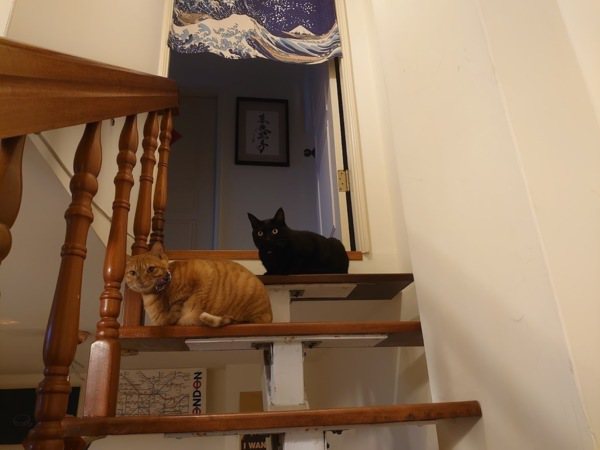 家裡兩貓瞪眼家具換位置
