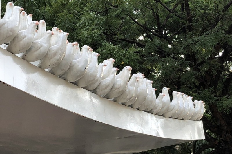 高雄市文化中心候車亭上有350隻鴿子擠在公車亭屋頂，屋頂呈現凹陷弧度，模樣逗趣。記者林巧璉／攝影