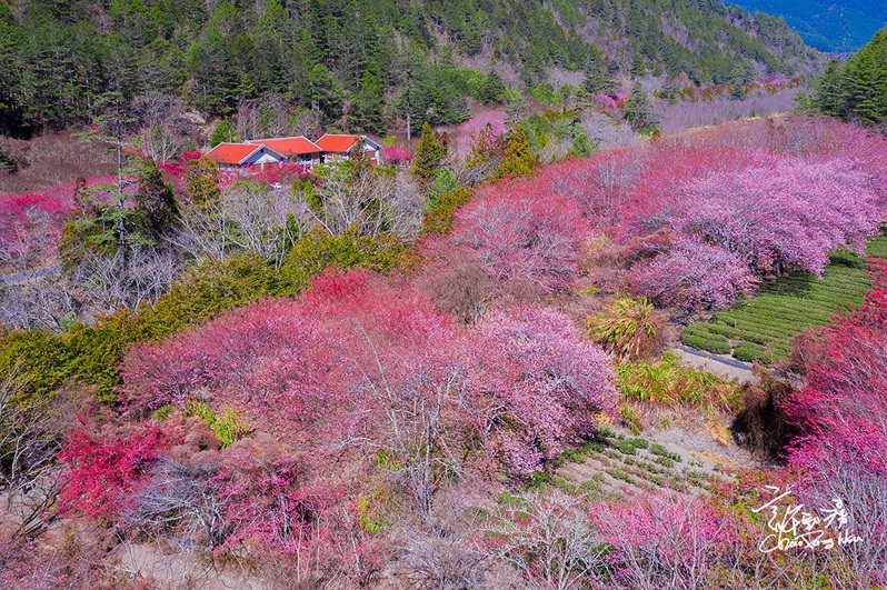 武陵櫻花季，是每年二月重點活動。圖／武陵農場提供