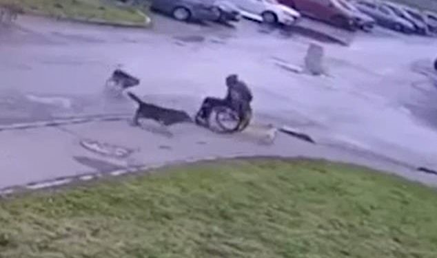 身障男子和寵物巴哥遇到流浪狗襲擊。圖取自dailymail