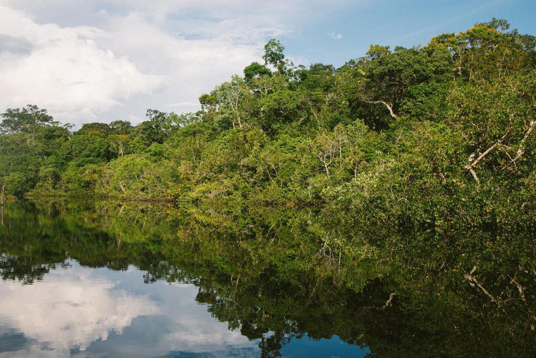 到2030年代，亞馬遜雨林的面積恐怕將減少至原始林的75％。 圖／unsplas...