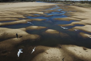 南美洲第二大河巴拉那河今年水位下降至77年新低。圖為阿根廷內陸港口都市羅薩里奧乾旱期間，鳥類停在河床覓食。 美聯社