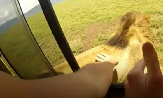車遊非洲遇到獅子，乘客竟開窗摸獅子。圖／取自youtube