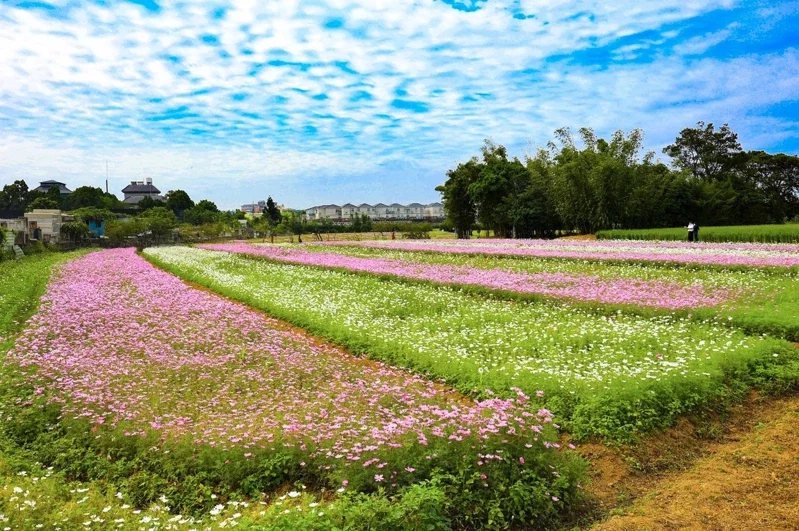桃園花彩節邁入第7屆，美麗花田吸引許多民眾到場打卡。
 圖／農業局提供