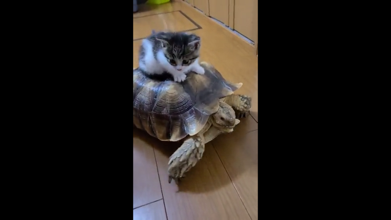日本一位飼主的小貓騎在烏龜背上，當成「烏龜計程車」四處兜風。圖擷取自twitter