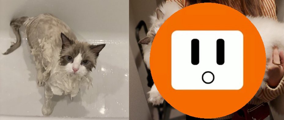 日本一位網友幫自家布偶貓洗澡，結果毛髮擦乾之後的樣子差很大。圖擷取自twitter