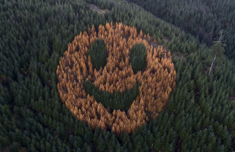 这座森林每年秋天都会出现「巨大笑脸」。图／取自(photo:UDN)