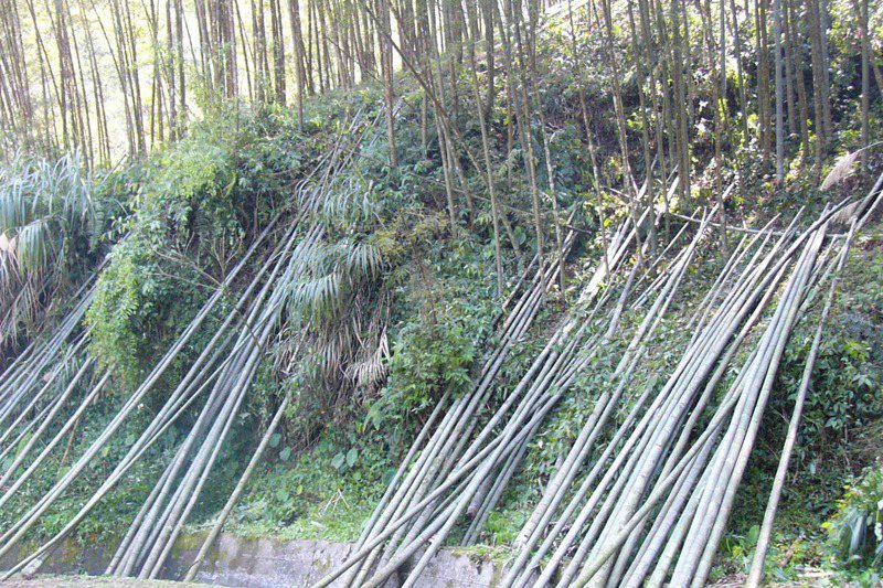 林務局長林華慶說，台灣竹材一直很豐富，共有18萬公頃竹林，散生類、叢生類竹子都有。圖為砍伐下來的孟宗竹。圖／聯合報系資料照片