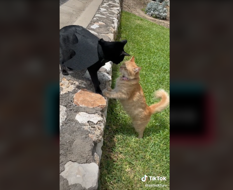 外國一位網友飼養的黑貓和黃貓一見鍾情，兩隻貓經常玩在一起。圖擷取自抖音