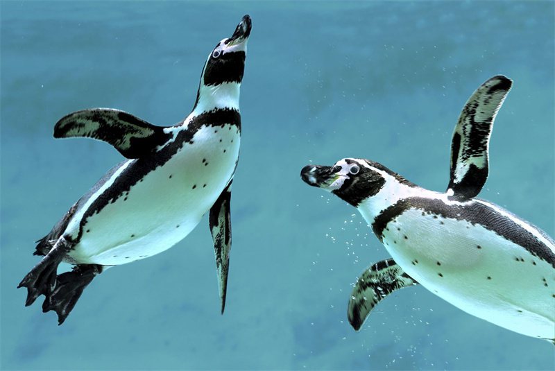 唯一生活在非洲的企鵝 「黑腳」也會來陪你　 / 來源： odyseaaquarium　
