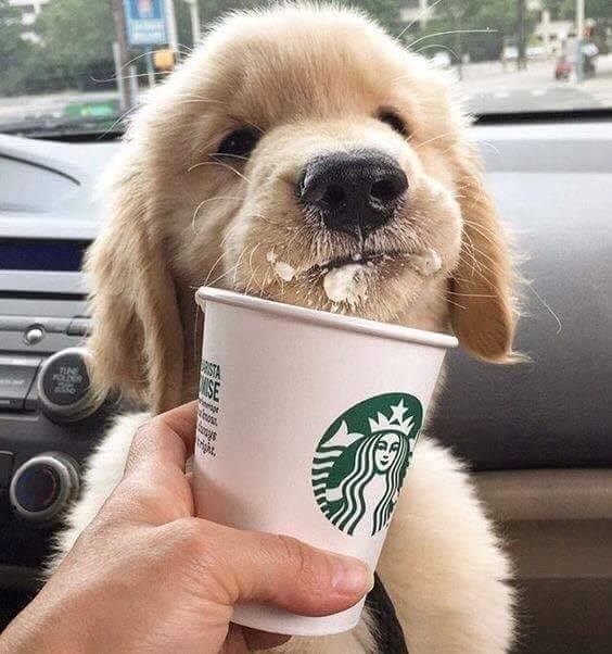 星巴克的友善寵物服務「puppuccino」，有時會加上狗餅乾。圖取自臉書