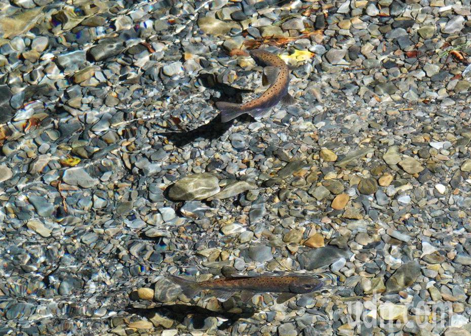 國寶級櫻花鉤吻鮭示意圖。 聯合報系資料照片／記者劉學聖攝影