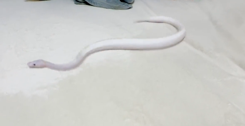 網友發現蛇在超細纖維材質的地毯上無法前進，怎麼蠕動都是原地踏步。圖擷取自twitter