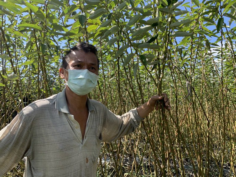 栽種銀柳逾20年的農民高漢文。記者林佳彣／攝影