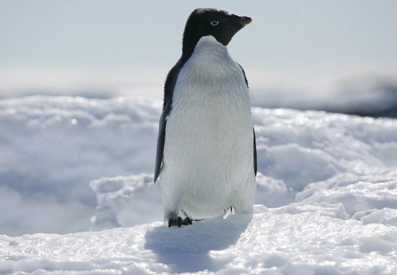 阿德利企鵝被發現在紐西蘭海灘出現。路透資料照片
