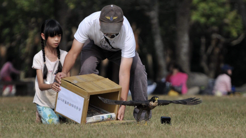 台灣野鳥協會舉辦台中市國小學生賞鳥比賽，特別舉行傷癒鳥兒重返自然的野放活動。圖/台灣野鳥協會提供