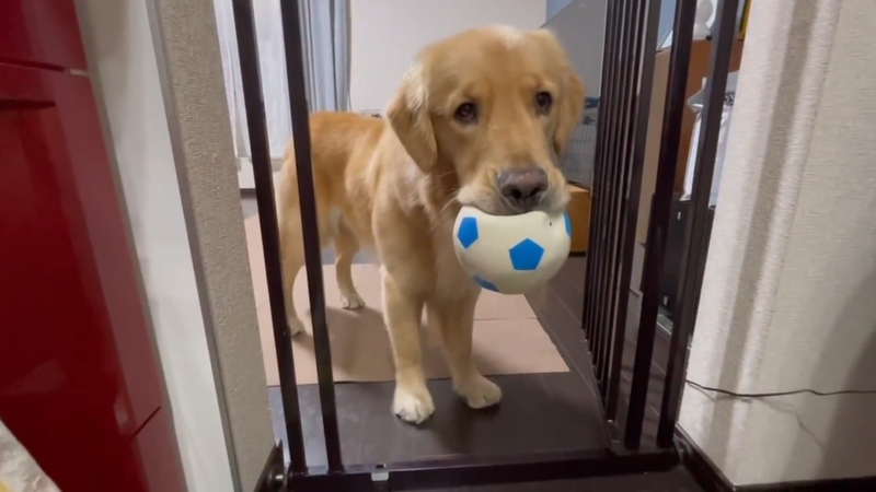 一位網友狗狗假裝自己的球掉落，為了撿球而闖進被禁止進入的廚房。圖擷取自twitter