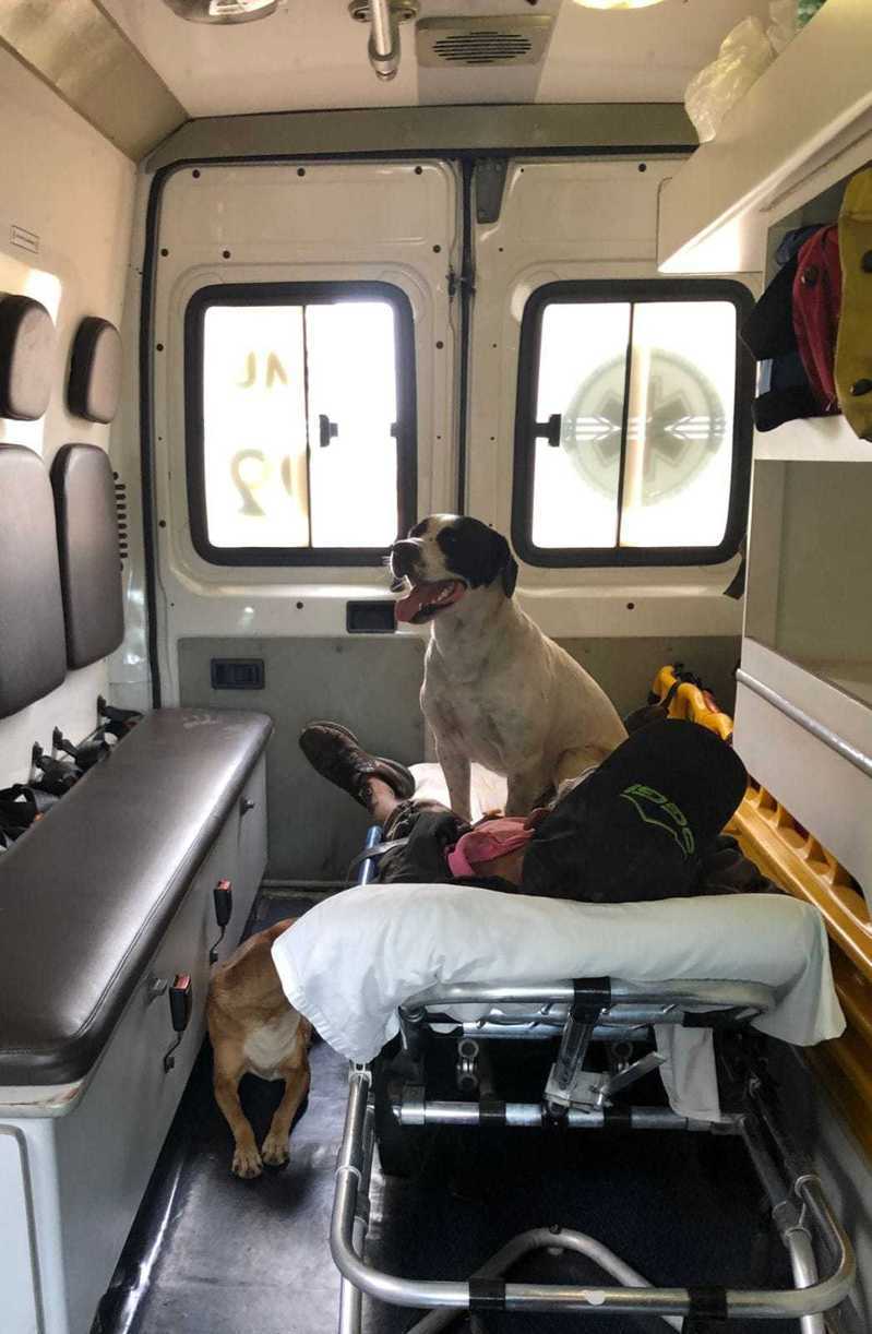 巴西一位男子日前倒下，愛犬擔心他的安危，堅持跟上救護車一起送醫。圖擷取自facebook
