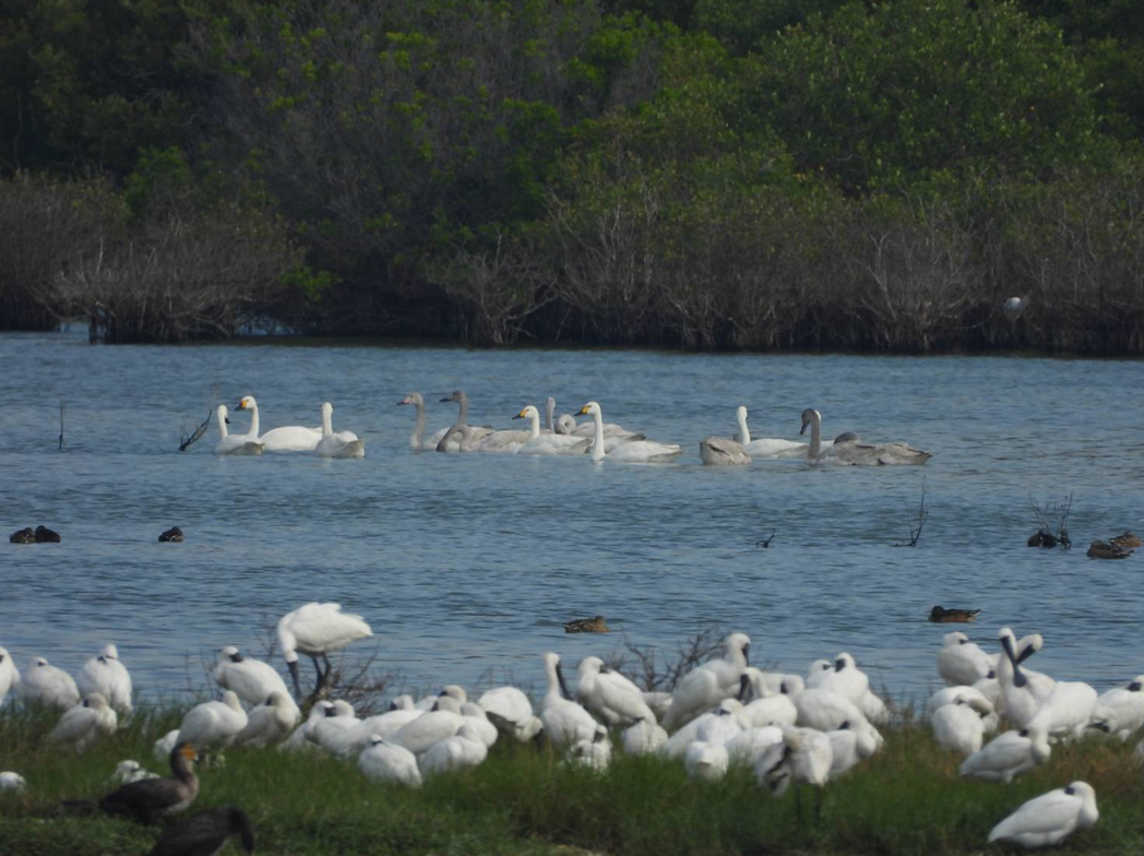 嘉義縣東石鄉鰲鼓濕地解說團隊今上午8點在濕地西南水域發現18隻稀有罕見的小天鵝，...