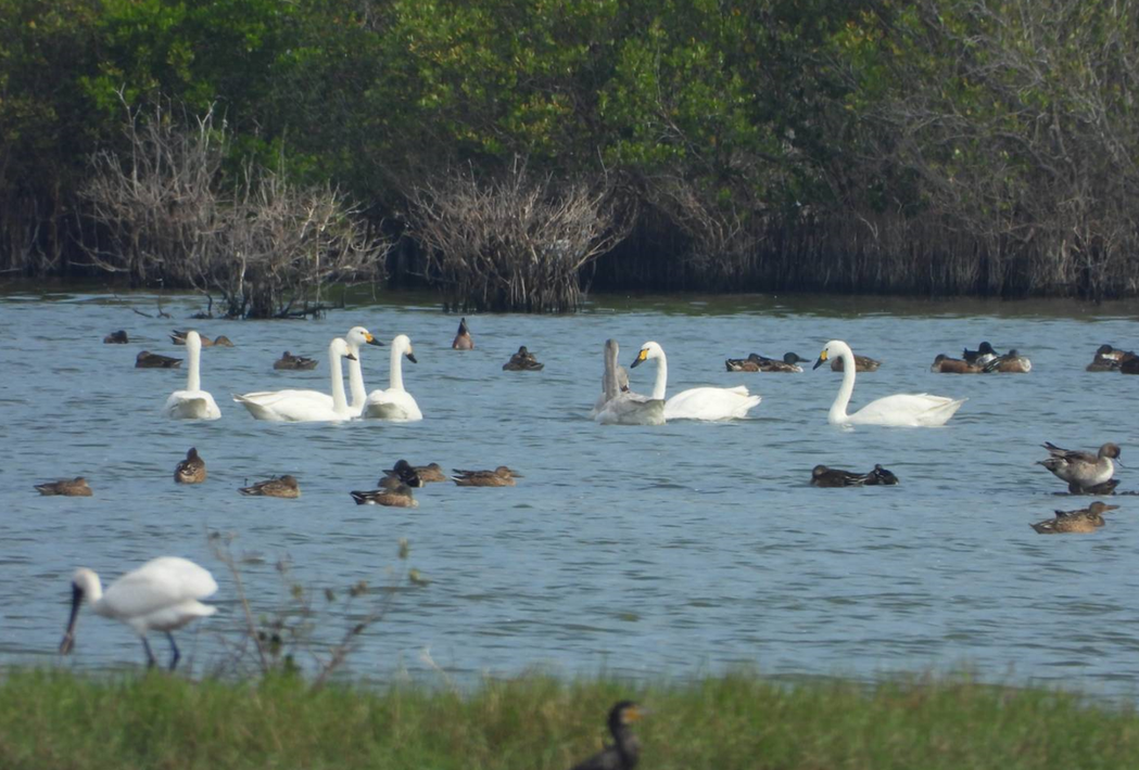 嘉義縣東石鄉鰲鼓濕地解說團隊今上午8點在濕地西南水域發現18隻稀有罕見的小天鵝，...