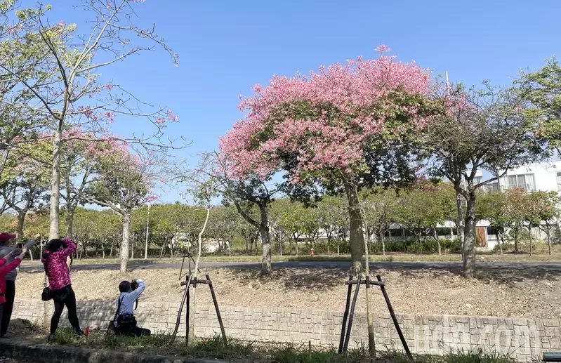 虎尾建成路的美人樹櫻花河道已開花約6成，不少遊客搶先賞花拍照。 圖／蔡維斌 攝影