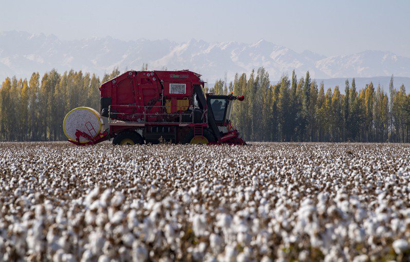 美國以涉及強迫勞動為由禁止使用中國新疆生產的棉花，但相關製品依舊出現於美國的貨架上。圖為新疆棉花田。 新華社