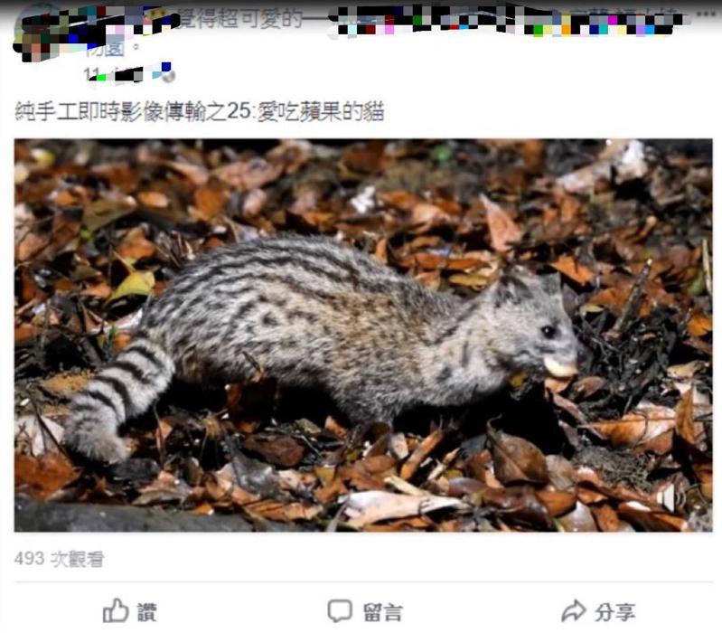 林試所劉姓組長的臉書上有麝香貓叼著蘋果的照片。圖／取自網路