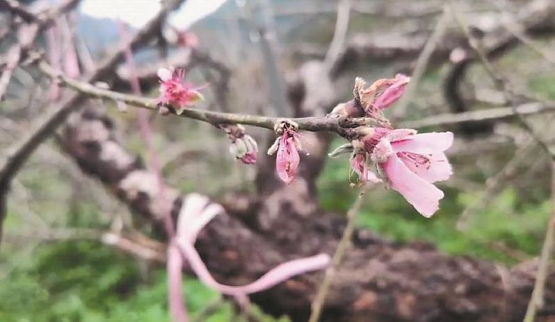 台東縣延平鄉、海端鄉的水蜜桃每年2月開花、5月採收，近來果農卻發現果樹開花，擔心亂時序影響生長。記者尤聰光／攝影