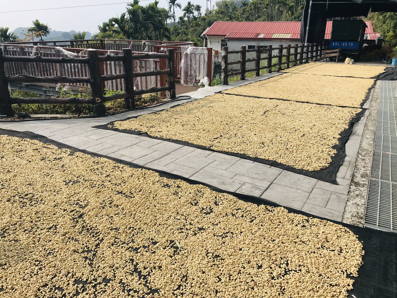 175公路沿途不時可見日曬中的咖啡豆。 圖／台南市政府提供