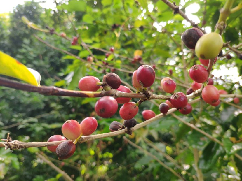 台南東山道地咖啡豆正值採收期。 圖／謝進盛 攝影