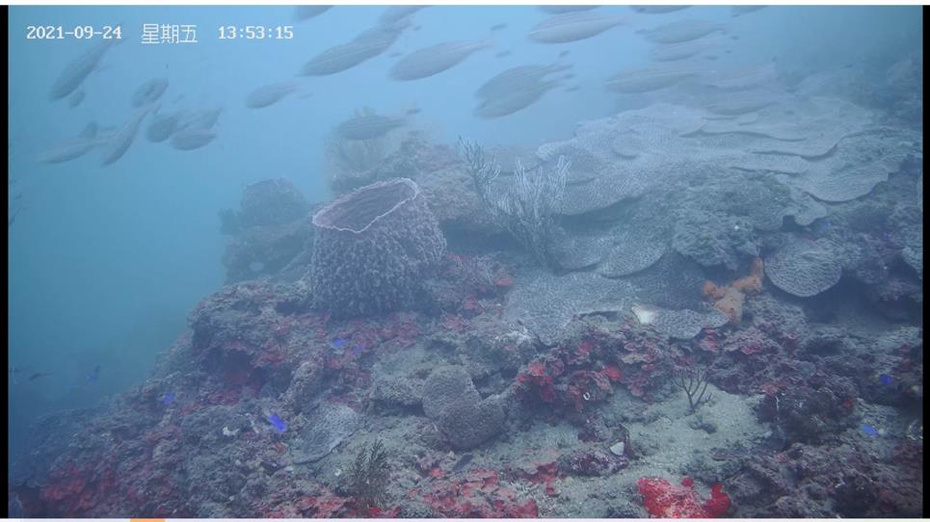 調皮海龜、沙塵暴等，潮境保育區海底監視器生態實錄，圖為攝影機。圖／海科館提供