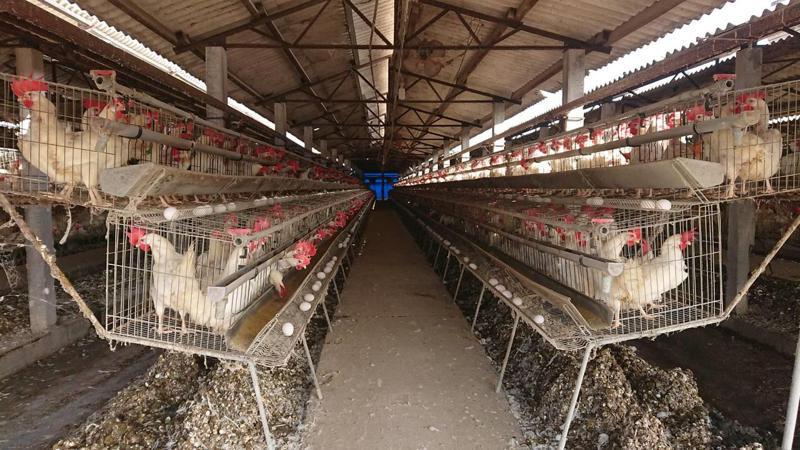 彰化縣蛋雞飼養隻數和家數都是全台第一，籠飼產生雞糞需要專人處理。記者簡慧珍／攝影