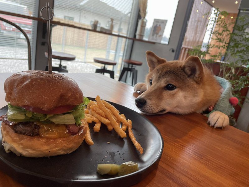 一位網友的柴柴緊盯著漢堡，顯然希望主人能分他一口。圖擷取自twitter