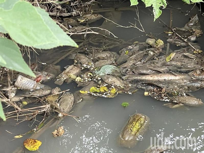 竹市九甲埔圳的灌溉渠這2天遭人排放廢汙水，直接影響水中生物生存，魚蝦都陸續死亡浮在水面上。記者王駿杰／攝影