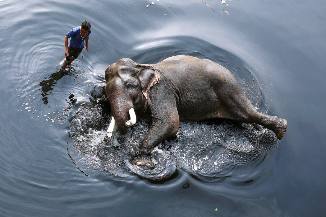「從人類殺手，變成用來抵禦同類的『大象驅趕員』？」在南印度的喀拉拉邦，一頭成年印...