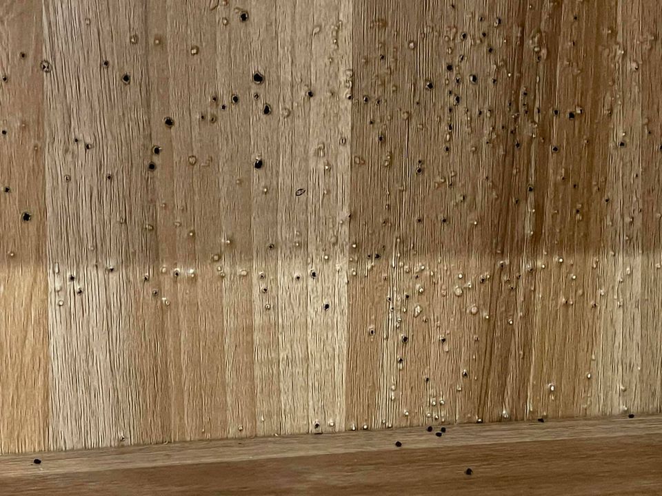 網友發現自家木材夾板冒出「疣狀物」，想問「這是怎麼了」。圖擷自「室內裝修交流分享...