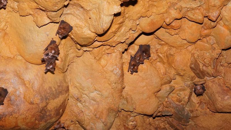 生利能源屏東縣枋寮新開案場內的A、B碉堡內坑道約有48隻台灣小蹄鼻蝠，屬一般類物種，並非長期棲息於該處。圖／生利能源提供