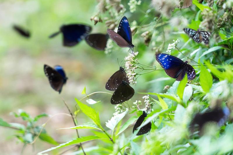 台灣紫斑蝶遷徙是世界級的生態景觀。圖／茂林國家風景區管理處提供