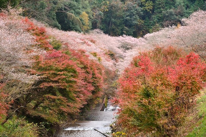 四季櫻年間2度開花，因而造就秋季賞櫻的獨特景象！　圖：あっつしさん／來源