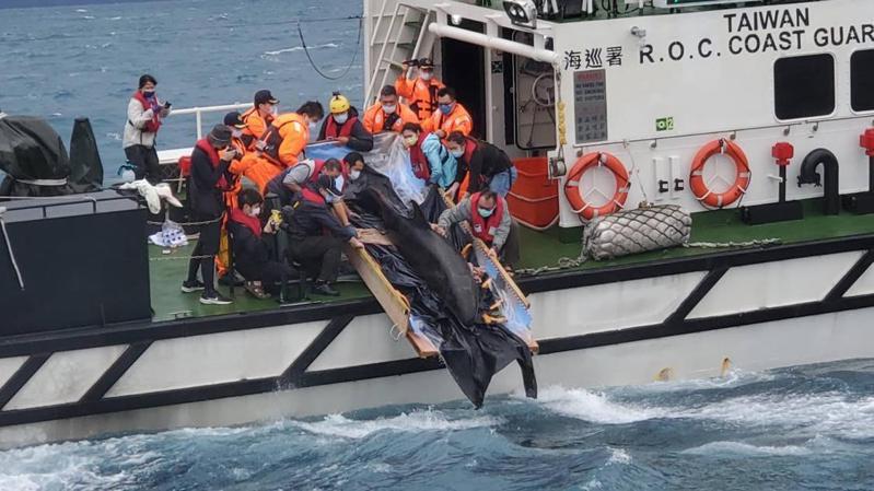 鯨豚救援團隊今早將17日被人發現擱淺獲救的偽虎鯨，運送到外海野放，讓牠重返大海。圖／海洋保育署提供