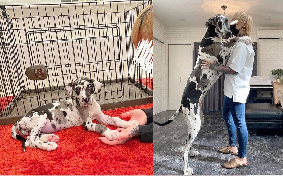一位日本網友飼養的大丹犬成長速度驚人，才七個月就比主人還高。圖擷取自twitter