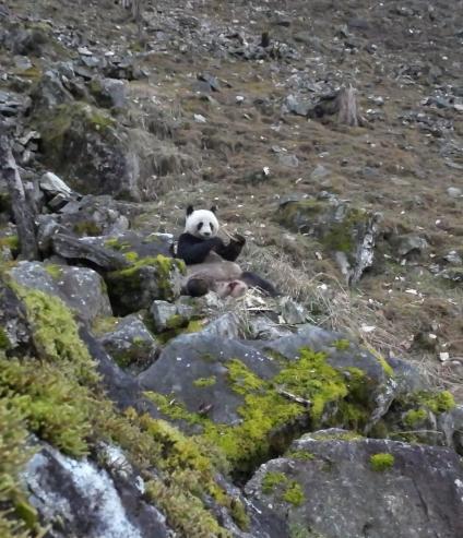 陜西佛坪國家級自然保護區巡護員觀察到一頭野生大貓熊正在啃食羚牛骨頭。（取自《澎湃...
