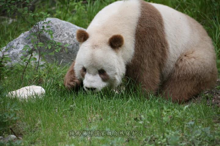 陜西佛坪國家級自然保護區內的棕色大貓熊。（取自陜西佛坪國家級自然保護區官網）