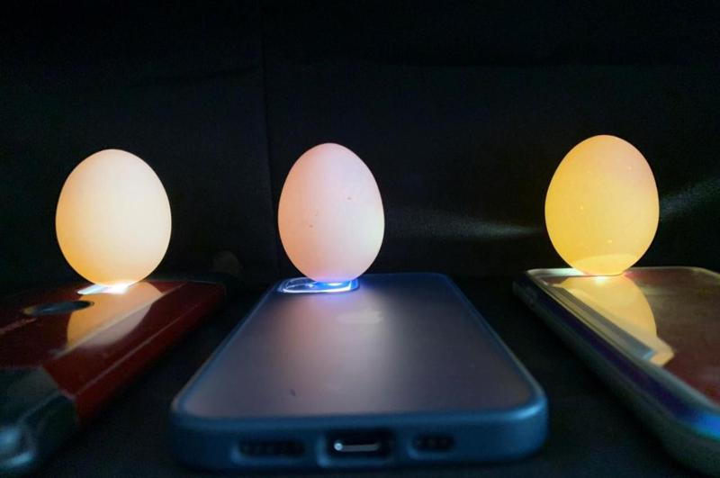 照光法拿手機燈照就能辨別鮮度，最右邊雞蛋底部氣室最明顯，代表最不新鮮。記者吳淑玲／攝影