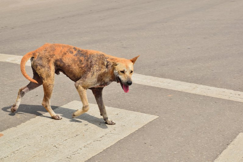 狗狗會自己過馬路。ingimage