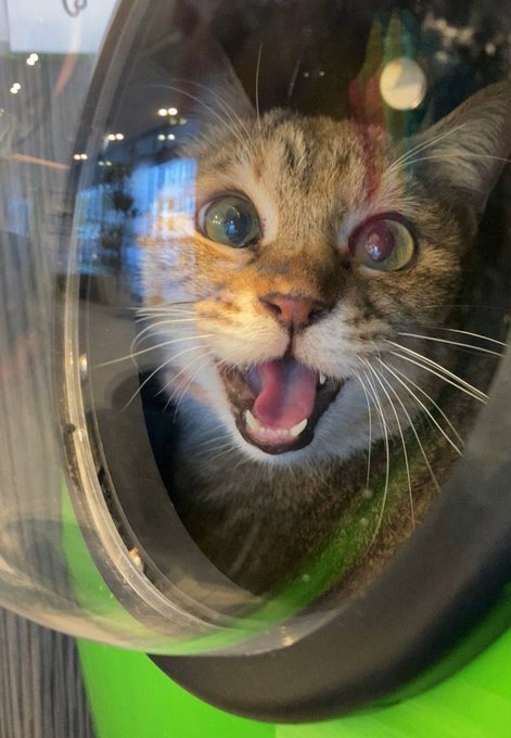害怕去醫院的貓咪瞬間暴怒。(資料照/取自推特)