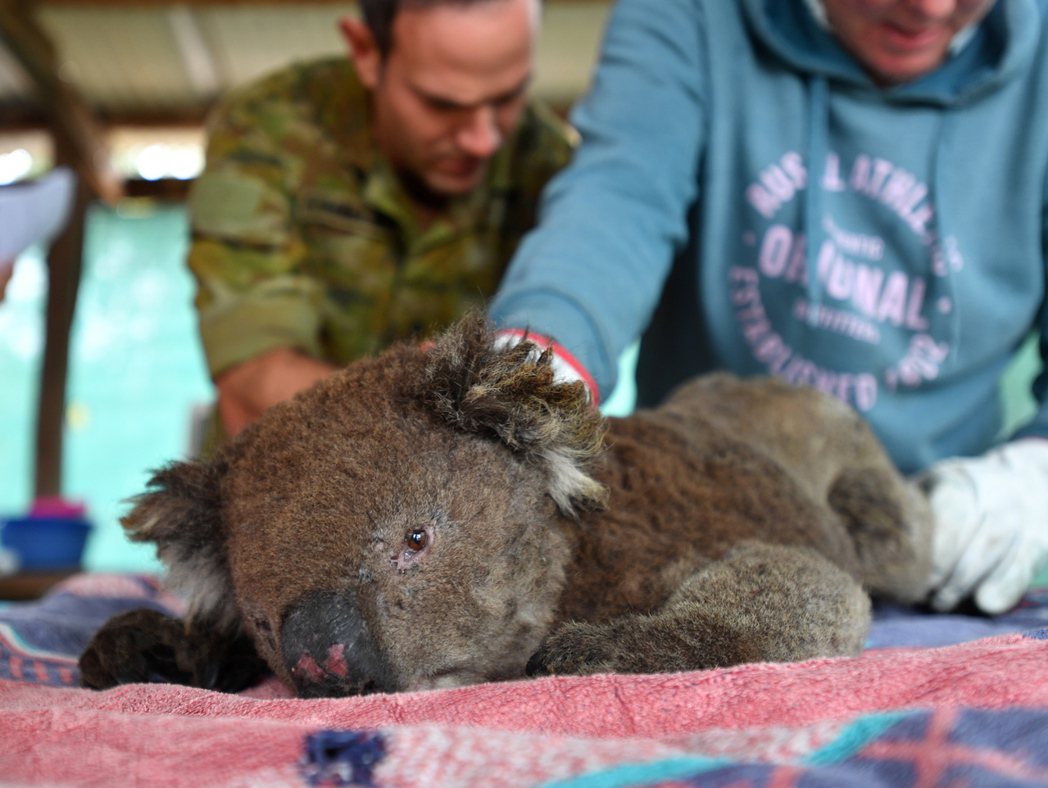2020年澳洲大火造成超過10億隻動物被燒死。圖為接受救治的無尾熊。 (歐新社)