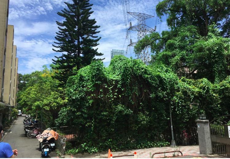 北市公園處表示，虎林公園一株稜果榕樹遭藤蔓攀附，存在公安風險，需要樹木修剪。圖／北市公園處提供