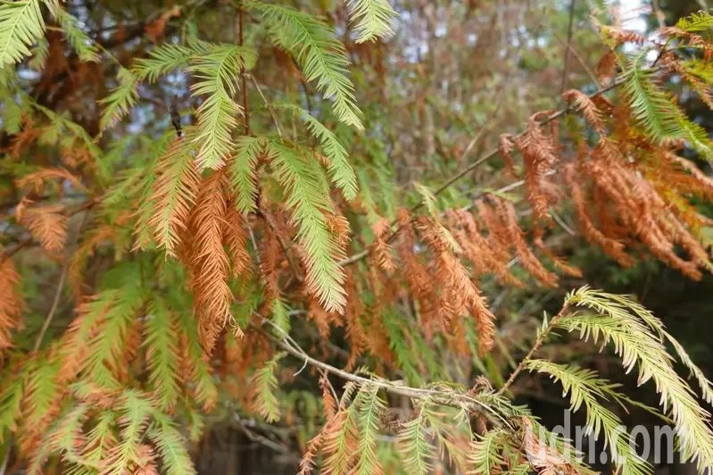 雲林林內鄉九芎落羽松秘境可見已轉紅的落羽松葉，其中交織著還未變色完全的綠、黃色，...