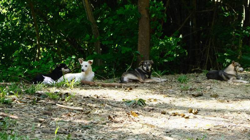 嘉市議員黃露慧接獲投訴指蘭潭的道路有4隻狗，常會占據道路。圖／嘉市議員黃露慧提供